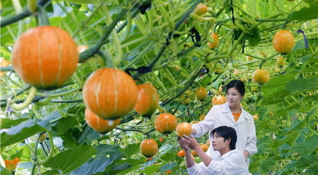 液体肥料7大优点