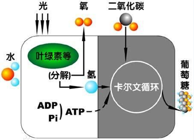 鍥剧墖15.png