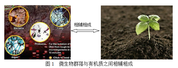 微生物与土壤有机质之间的关系