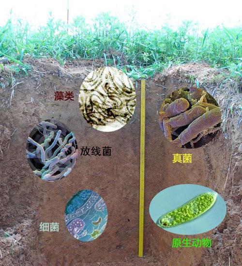 土壤微生物，你知道多少？